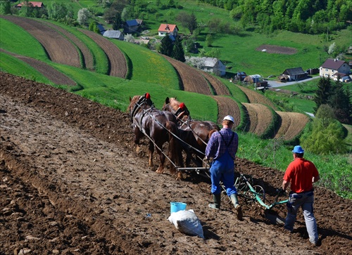 "Sadeňja krumpľov na hriňovských lazoch 2013 "