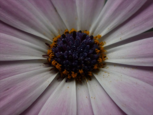 Osteospermum