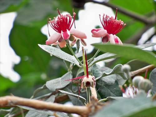 Flowers