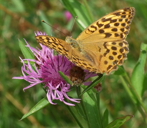 Argynnis aglaja