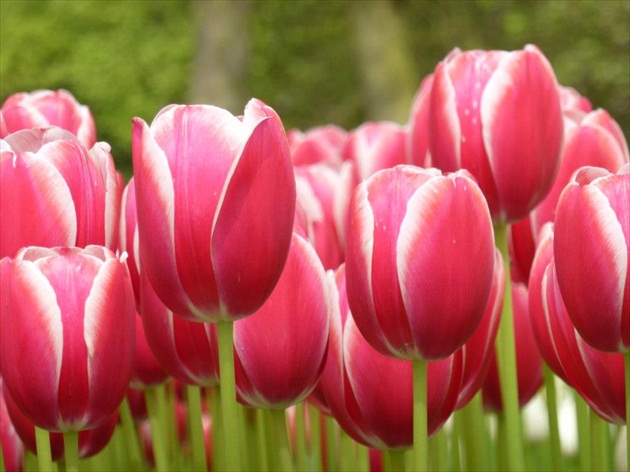 keukenhof-amsterdam