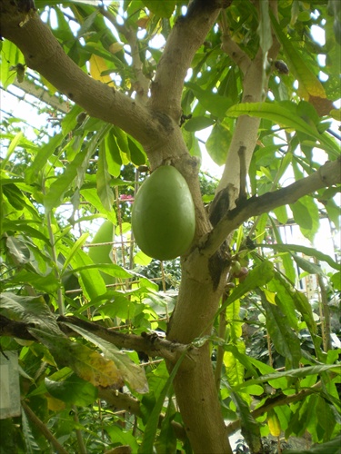 Botanická záhrada BA - skleník