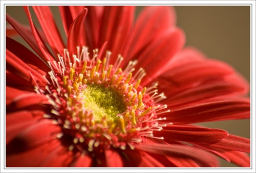 gerbera