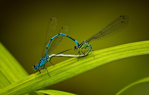 Dragonflies