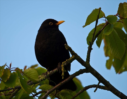 Blackbird