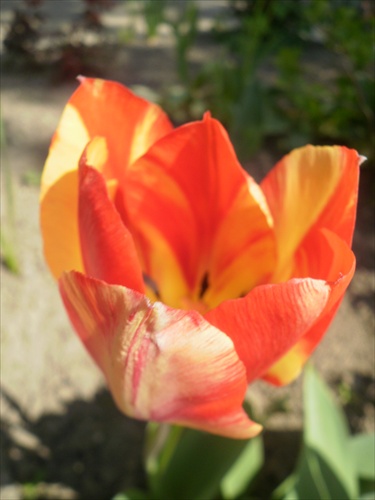 tulipán