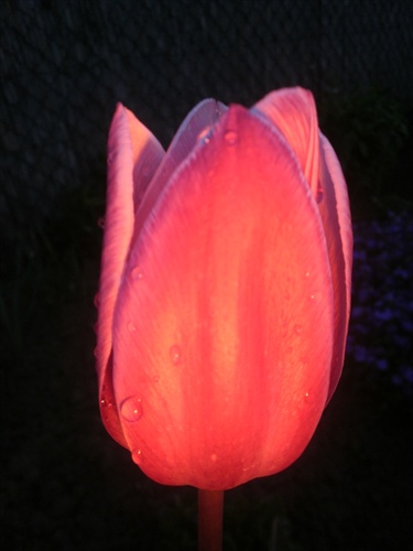 tulipán