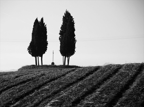 Cyprus tree