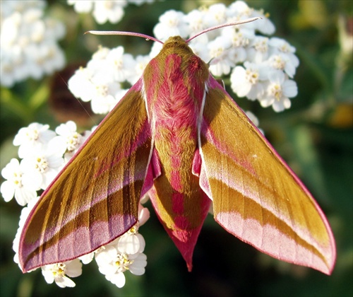 Elephant Hawk Moth