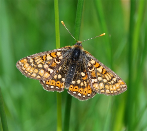 Marsh fritillary