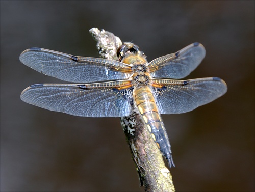 Four-spotted chaser