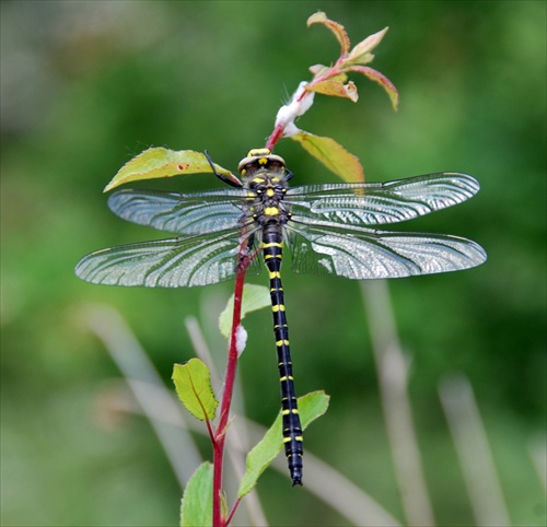 Golden-ringed dragonfly