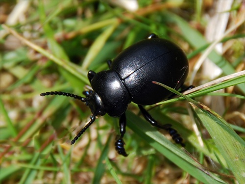 Bloody-nosed beetle