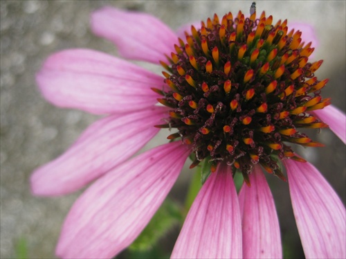 echinacea