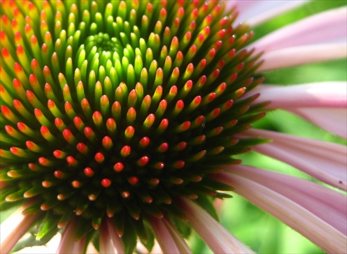 echinacea