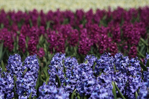 Hyacinty