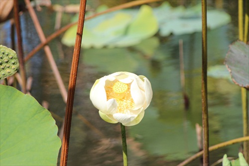 lotus