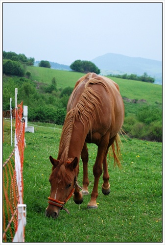 podvečer