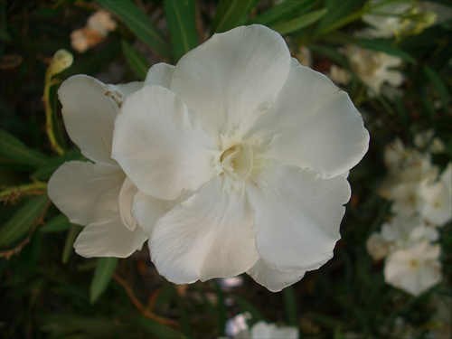 Oleander