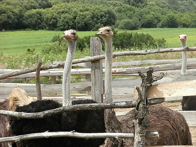 pštrosia farma