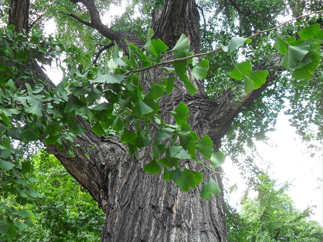 Ginko