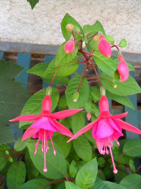 Fuksia