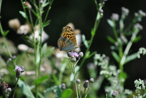 motyl