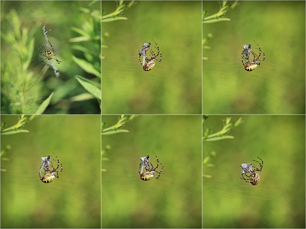 Argiope bruennichii