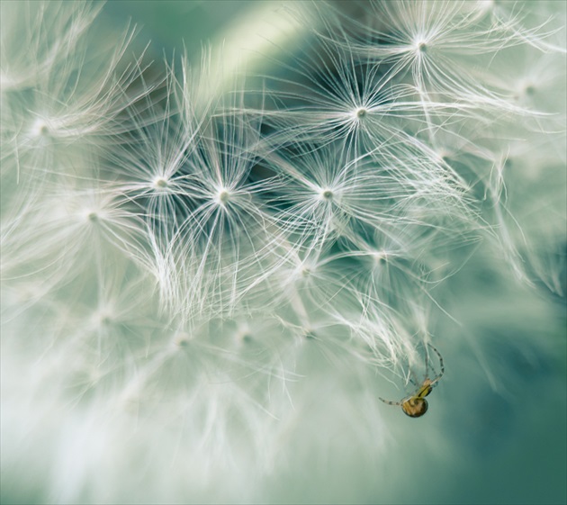 Spider & dandelion