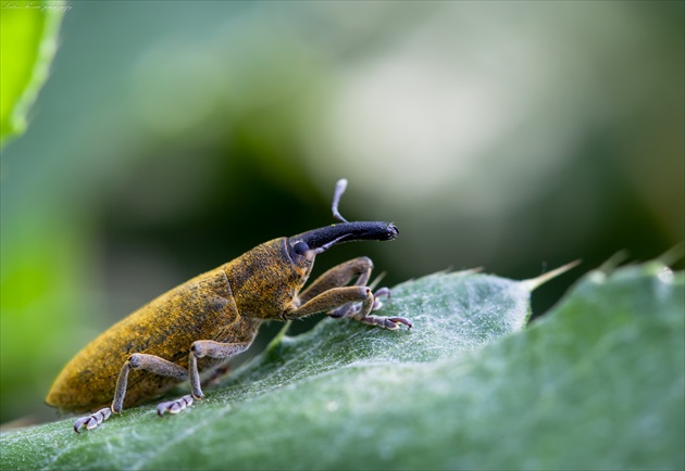 Lixus iridis     Dlhánik