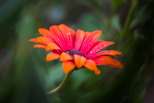 Echinacea...