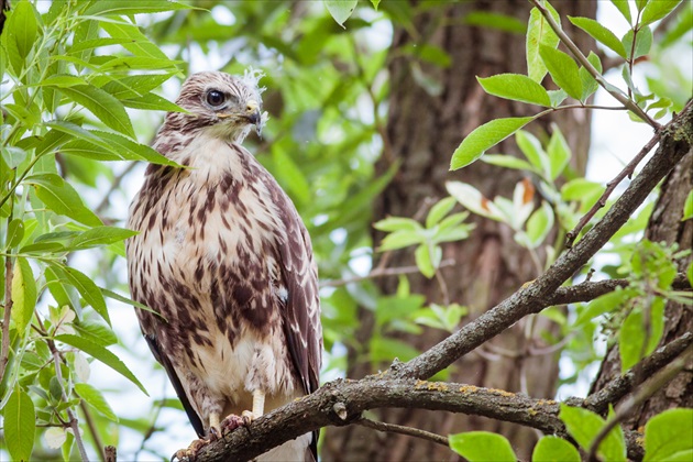 Myšiak lesný (Kaňa)   Buteo buteo junior