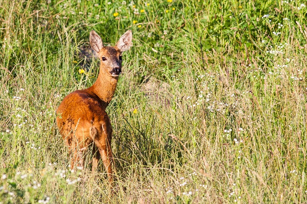 srna lesná; lat. Capreolus capreolus)