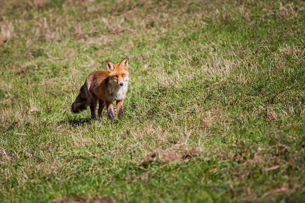 líška obyčajná (Vulpes vulpes)