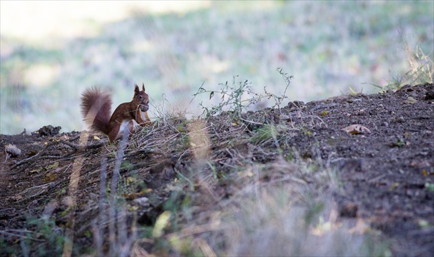 veverica obyčajná (lat. Sciurus vulgaris)