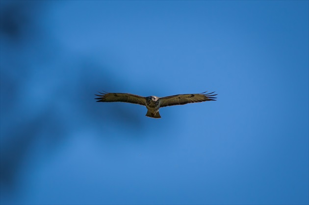 Myšiak hôrny(lat. Buteo buteo)