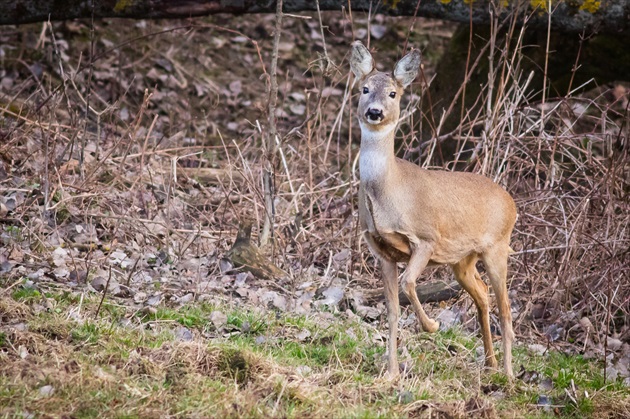 Srna-Capreolus capreolus