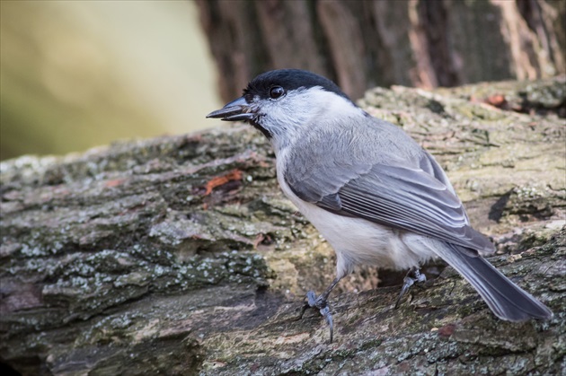 Sýkorka Čiernohlavá-Parus montanus