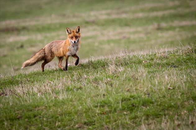 líška obyčajná   ----   Vulpes vulpes