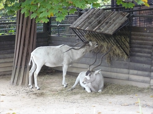 siesta