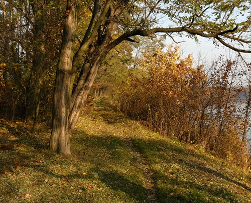 cestičkou