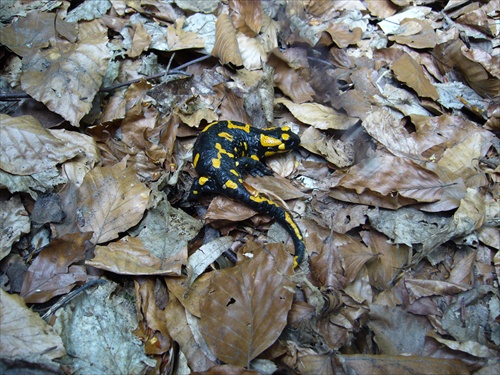 salamandra