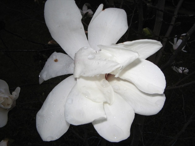 Magnolie