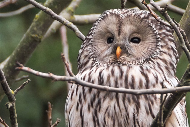 Sova uralská (Strix uralensis)