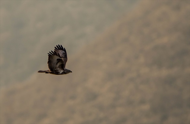 Myšiak obyčajný (Buteo buteo)