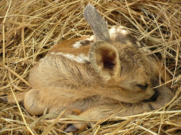 Dobrú noc Bambi