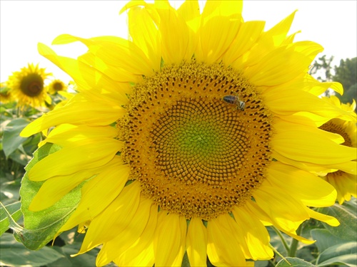 sunflower