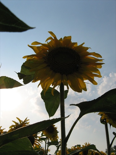 sunflower 2