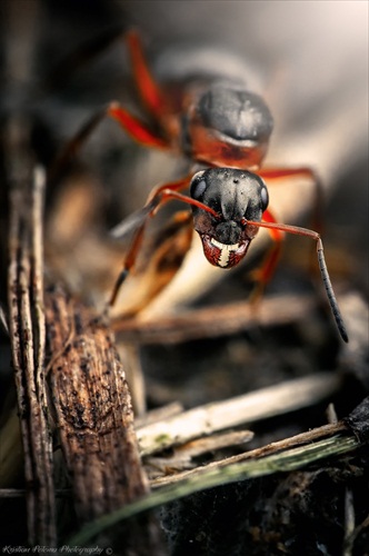 Ant