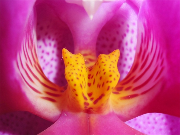 Orchidea